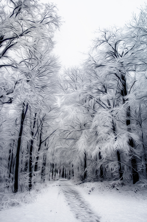Baum Winter D35_3901 als Smartobjekt-1 kopieren.jpg